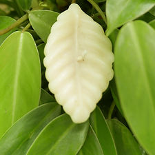 필리핀 일록마리아 Small Leaf Candle - 작은 잎 캔들